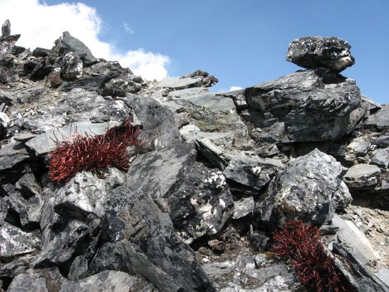 seltsame rote Pflanzen beim Besteigen des rechten Aussichtspunkts am Chukhung Ri (ca. 5550m)