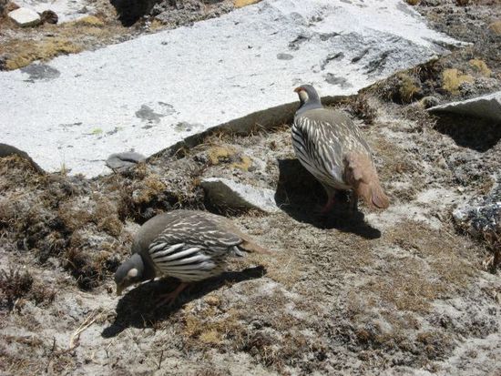 unter Naturschutz stehende Fasane im Island Peak BC