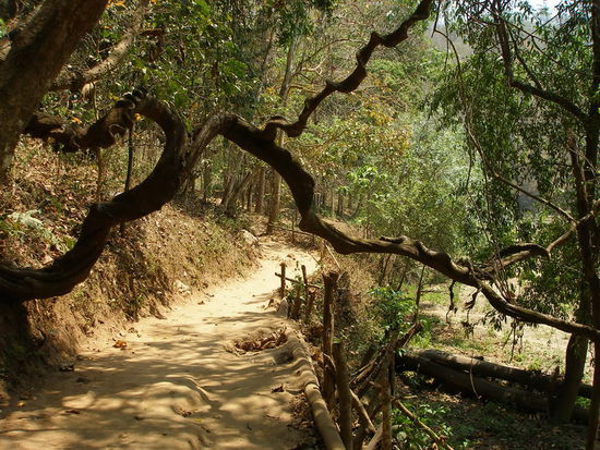 Der verwachsene Wald vor dem Hoehleneingang