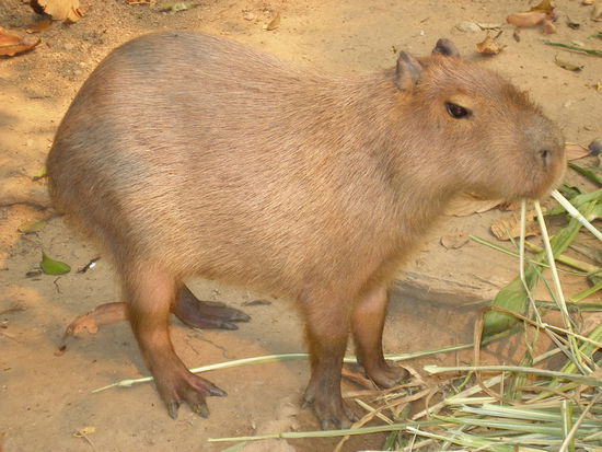 Wombat