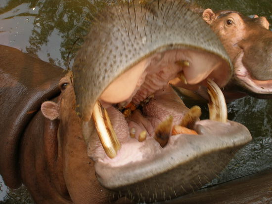 yammyyyy.. Daniel fuettert Nilpferd