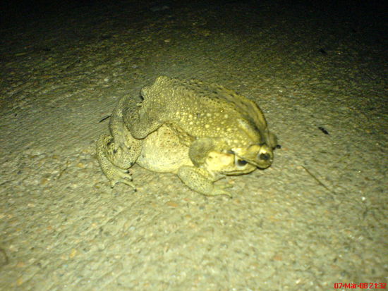 Froesche auf den Strassen Ko Taos nach dem Regen