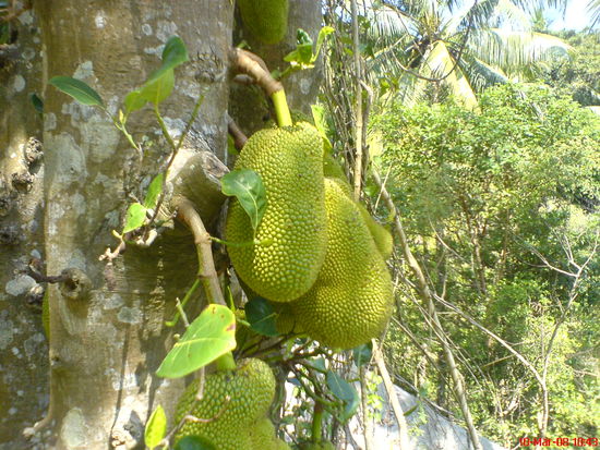 Jackfruit am Baum am Wegrand