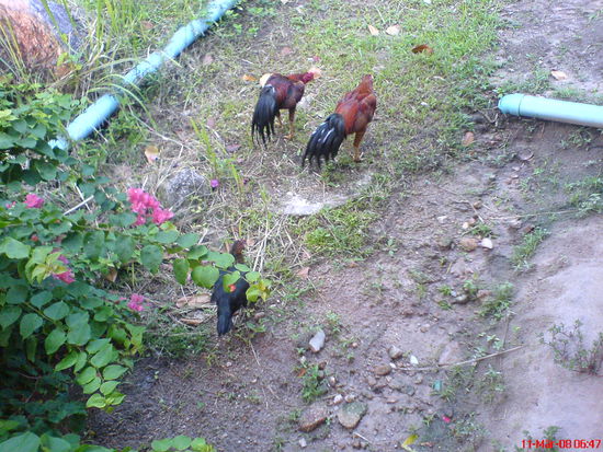 Und hier dir Gang, die uns den Sonnenaufgang nicht verpassen liess (meistens)