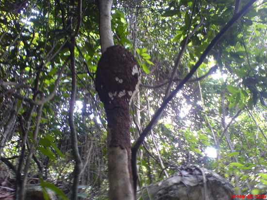 grooosssses Ameisennest (?) am Baumstamm