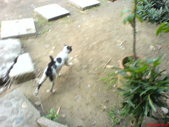 Im Norden nicht nur Hunde, sondern auch suesse Miezen an jeder Ecke 