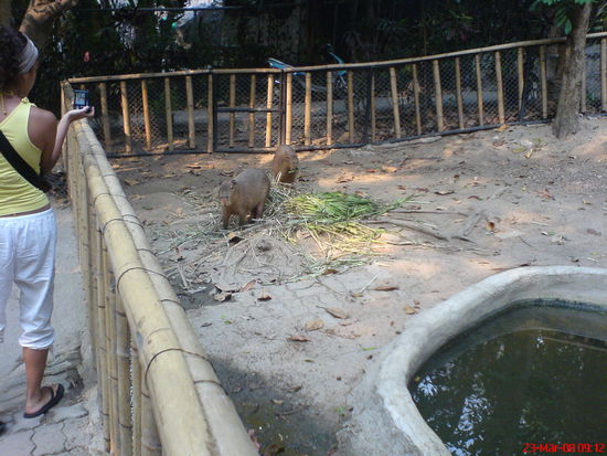 suesse Wombats.. ganz ganz grosse Hamster =)