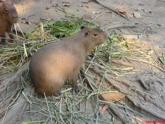 sind die nicht putzig?!