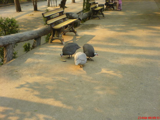 Die Perlhuhngang, die den Zoo unsicher macht und ueberall ein riesen Theater veranstaltet