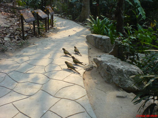 Die rivalisierende Papageien-Gang