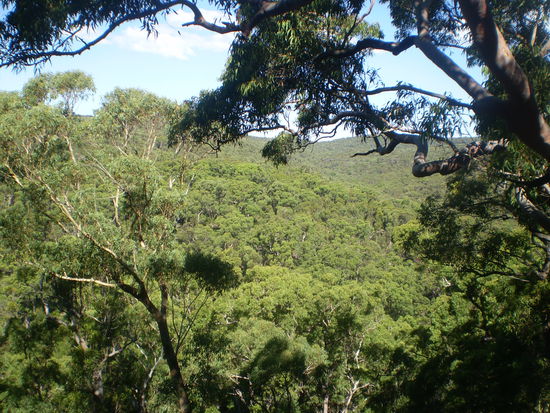 Wald im Royal National Park
