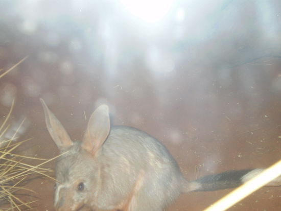Das australische Osterkaenguruh um alle Raetselnden, wie das hier Ostern so ablaeuft von ihrer Pein zu erloesen...