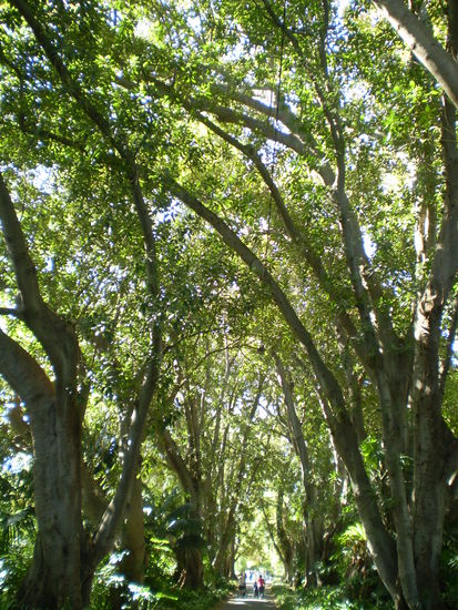 Riesige Baeume ueber kleinen Menschen und das bei angenehm schattigen Temperaturen! 