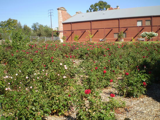 International Rosegarden