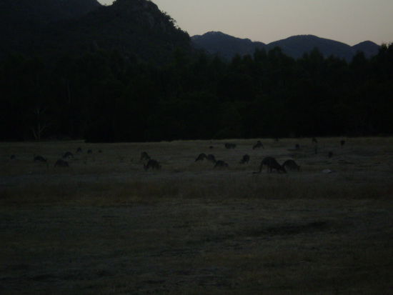 War schon was dunkel, was aber nichts daran aendert, dass das echte, wildlebende Kaenguruhs beim Abendessen sind!
