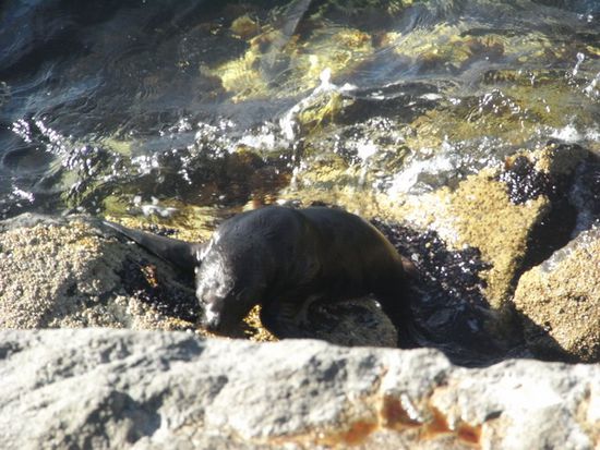 Das Baby versucht aus dem Wasser zu klettern und schreit wie ein Schaf, weil es ihm nicht gelingt.