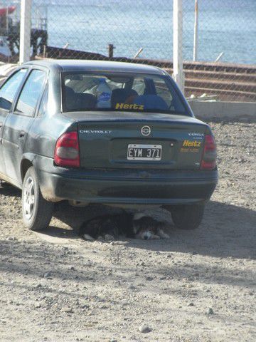Ein Hund hat waehrenddessen unser Auto bewacht.