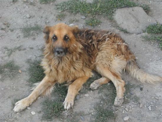 Der Zombiehund - frisch auferstanden vom Friedhof der Kuscheltiere - hatte schon ein arges Hueftproblem und konnte kaum mehr gerade gehen.