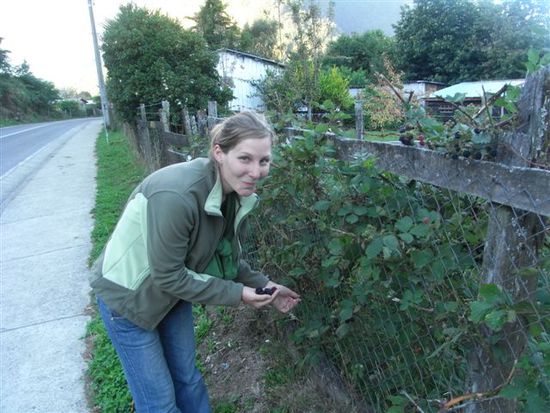 Beim Brombeerenpfluecken