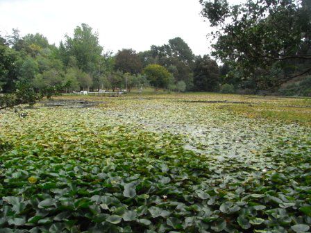 Der Teich im Parque Saval ist uebersaet mit Seerosen.
