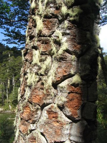 Es gibt einen Grund, warum die Araucaria auch Monkey-Puzzle-Tree genannt wird.