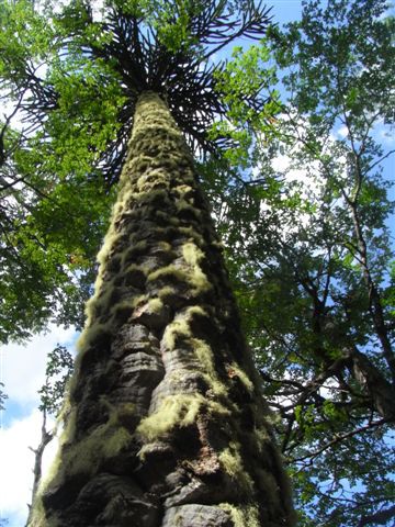 Araucaria von unten.