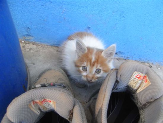 Gatito gatito gatito!!! - eine der drei Hauskatzen.