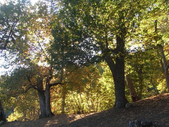 bunter Lenga-Wald