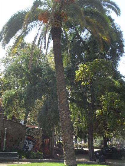 Parque Forestal