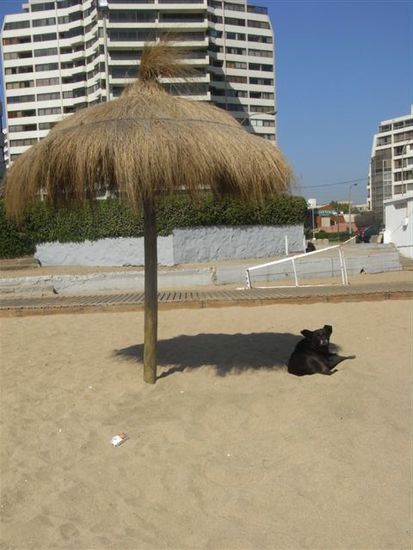 Hunden,