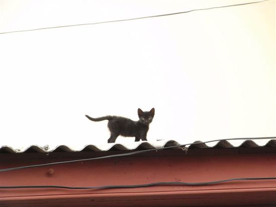 Immer wieder kommen uns Katzen unter.