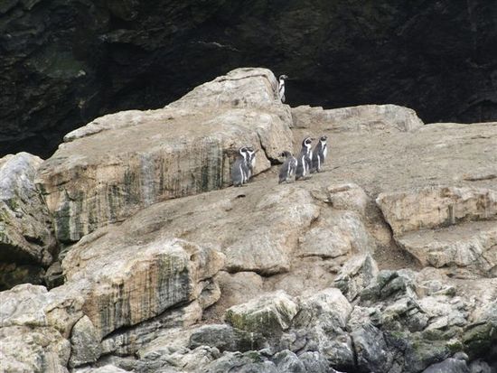 Humboldtpinguine