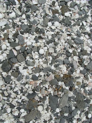 Alles voll mit Muscheln.