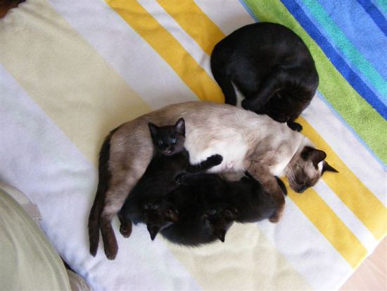 el tío malo, la madre y las tres chiquititas.