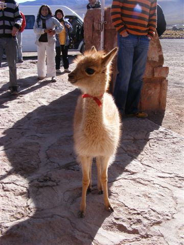 Kleines Vicuña-Baby hat sich zu den Baños verirrt.