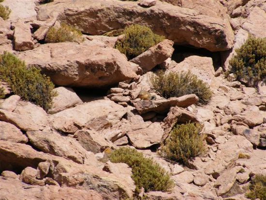 Zwischen den Steinen versteckt sich ein gutgetarnes Viscacha - ein hasenartiges Tier mit langem buschigem Schwanz.
