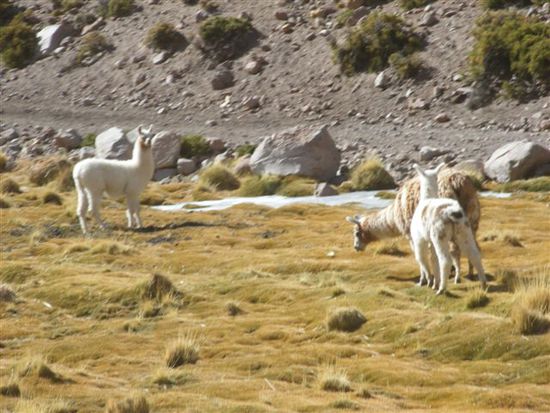 Llamas