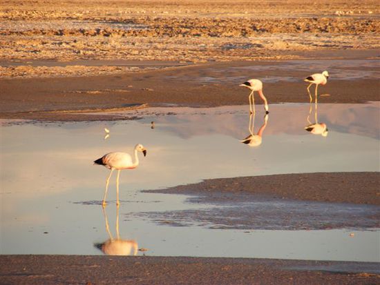 Die grazioesen Flamencos.