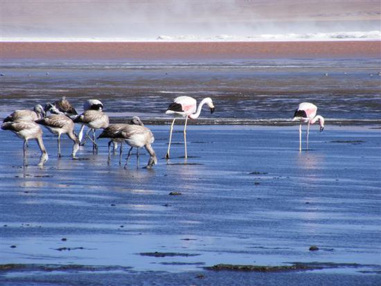 Die Flamingos frieren manchmal mit ihren zierlichen Beinen im See ein und sind so eine leichte Beute.