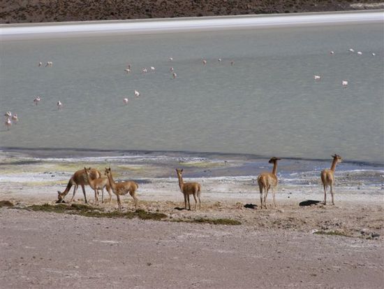 Vicuñas