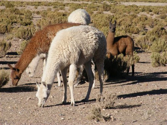 Lamas - eines davon ganz neugierig.