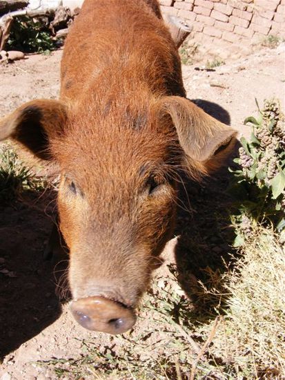 Achtung! Freilaufende Schweine auf dem Weg.