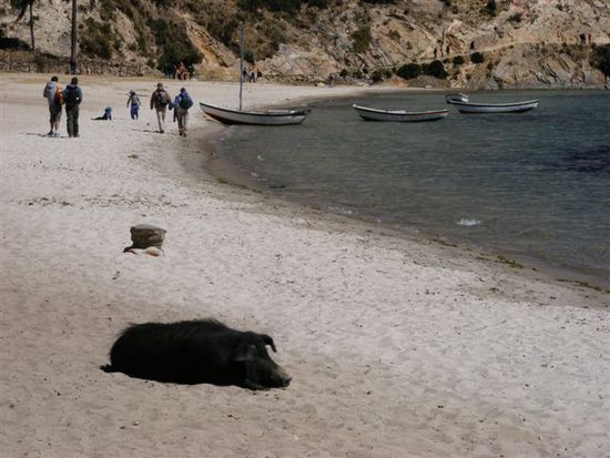 Am Strand lassen sich die Schweine sonnen und dieses ist auch schon ganz schwarz-gebrannt.