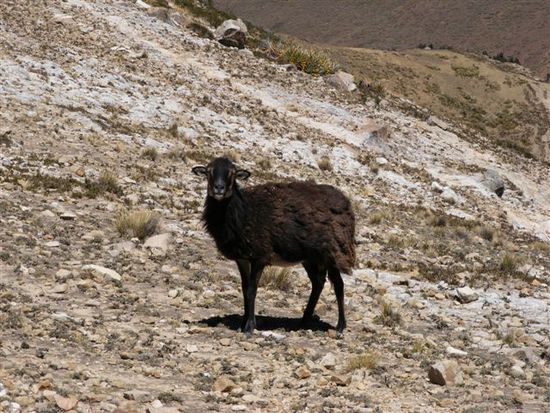 schwarzes Schaf