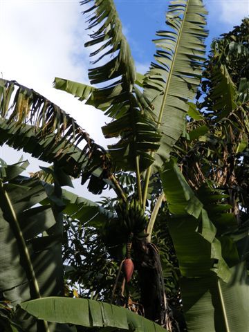 Entlang des Weges wachsen Bananen.
