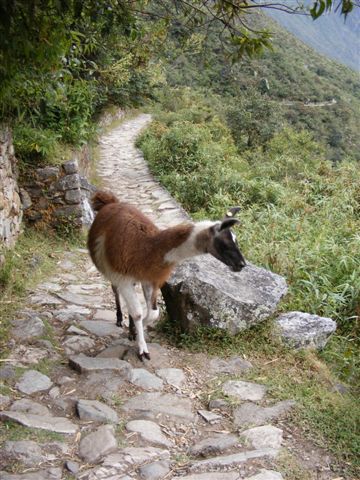 Ein Lama kreuzt Roberts Weg - gut, dass die Ohren noch stehen, denn zurueckgelegt bedeutet, dass das Lama bald spuckt.
