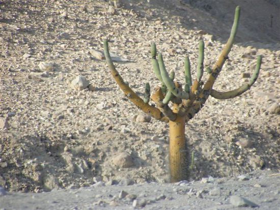 Candleholder-Cactus