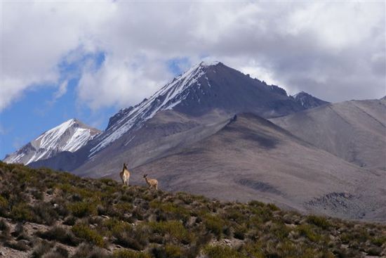 Vicuñas - eine der vier Lama-Arten Suedamerikas.