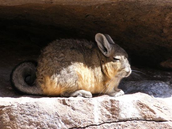 Viscacha mit Kringelschwanz
