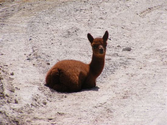 Lama- oder Alpacababy - wir wissen es nicht genau, da sie sich in ihrer Kindheit wirklich aehnlich sehen.